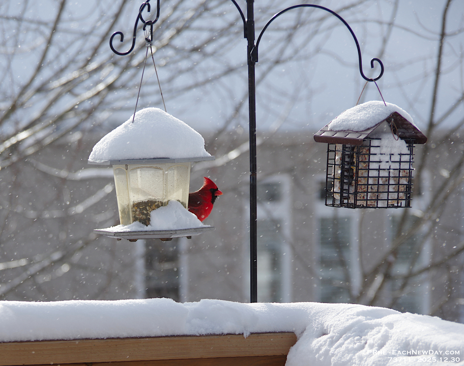 73711CrLeUsm - Cardinal enjoying the feeder